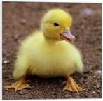 Gele eendjes, Dieren en Toebehoren, Pluimvee, Meerdere dieren, Eend