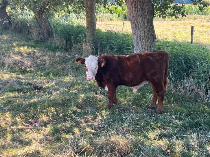 Hereford, Animaux & Accessoires, Bovins, Mâle, 0 à 2 ans