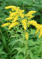 Solidago - Guldenroede, Ophalen, Volle zon, Eenjarig, Kruiden