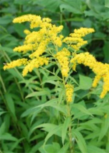 Solidago - Guldenroede beschikbaar voor biedingen