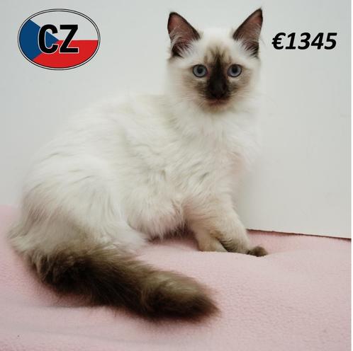 Ragdoll kittens te koop, Dieren en Toebehoren, Katten en Kittens | Raskatten | Langhaar, Meerdere dieren, 0 tot 2 jaar, Gechipt