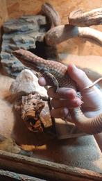 Dragon à queue épineuse femelle, Animaux & Accessoires, Reptiles & Amphibiens