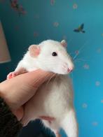 Dumbo vrouwtje, Dieren en Toebehoren, Vrouwelijk, Rat