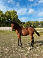 Knap veulentje, Dieren en Toebehoren, Paarden, Springpaard, Gechipt, 0 tot 2 jaar, Hengst