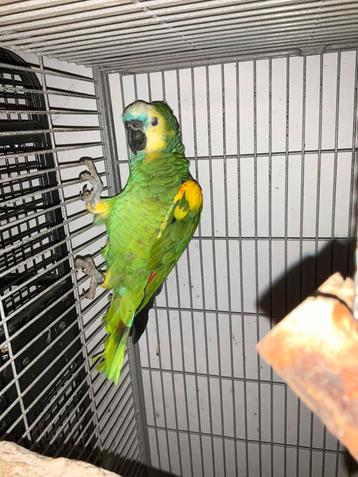 Amazon blauwe voorkant 2021 beschikbaar voor biedingen