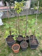 Vijgenboom, Tuin en Terras, Planten | Fruitbomen, Ophalen