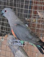 Roodbuik papegaai poicephalus rufiventris, Mannelijk, Papegaai, Geringd
