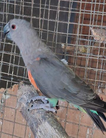 Roodbuik papegaai poicephalus rufiventris, Dieren en Toebehoren, Vogels | Parkieten en Papegaaien, Mannelijk, Papegaai, Geringd