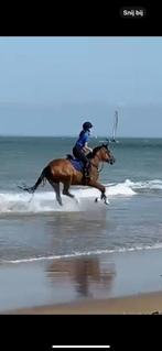 Talentvolle allroundmerrie D pony BRP, Dieren en Toebehoren, Paarden