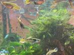 25 stuks Yellow tiger endler groep, Dieren en Toebehoren, Vissen | Aquariumvissen, Vis, Zoetwatervis, Schoolvis
