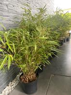 Nog 6 Fargesia rufa 100 cm !!! €20 stuk !!, Ophalen