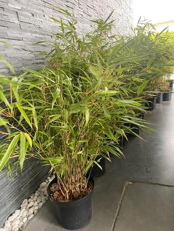 Nog 6 Fargesia rufa 100 cm !!! €20 stuk !! beschikbaar voor biedingen