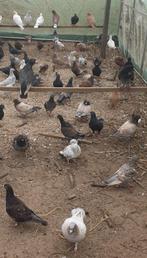 kleuren postduiven,reisduiven, Dieren en Toebehoren, Vogels | Duiven, Meerdere dieren, Postduif