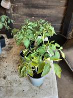 Tomaten planten Italiaanse beuf en cherry tomaten, Tuin en Terras, Ophalen