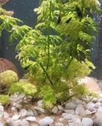 Wildkleur garnalen Neocaridina, Dieren en Toebehoren, Vissen | Aquariumvissen