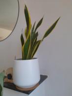 Bloempot Mica met Sanseveria, Huis en Inrichting, Ophalen