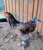 Cochin kriel haantje