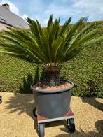 Mooie palm, Jardin & Terrasse, Plantes | Arbres, En pot, Enlèvement, Palmier, Ombre partielle