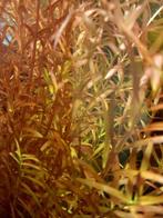Rotala rotundifolia ´Blood Red´, Dieren en Toebehoren, Vissen | Aquaria en Toebehoren, Ophalen of Verzenden, Nieuw, Plant(en), Steen of Hout