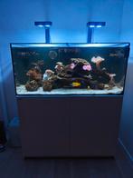 red sea reefer 425xl, Dieren en Toebehoren, Ophalen, Zo goed als nieuw, Gevuld zeewateraquarium