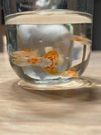 Guppy, guppen, guppies, Vis, Zoetwatervis