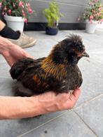 Cochin haantje, Dieren en Toebehoren, Pluimvee, Mannelijk, Kip