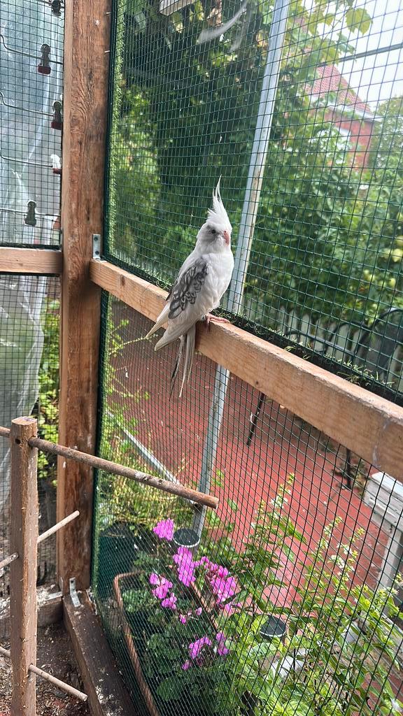 Valkparkieten te koop per stuk 30€ alles samen 180€, Dieren en Toebehoren, Vogels | Duiven