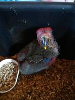 Tamme edel pop papegaai., Dieren en Toebehoren, Vogels | Parkieten en Papegaaien, Vrouwelijk, Papegaai, Geringd