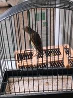 Scotch-fancy, Dieren en Toebehoren, Vogels | Kanaries, Vrouwelijk, Postuurkanarie