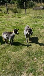 Vrouwelijke dwerggeiten (1,5jaar) te koop, Dieren en Toebehoren