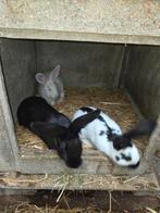 Jeunes croisé géant papillon, Dieren en Toebehoren, Konijnen, Mannelijk