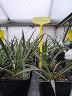 yucca camerosona, Jardin & Terrasse, Plantes | Jardin, Enlèvement