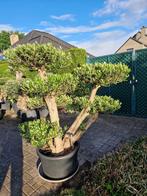 Prachtige olijfboom Plato te koop., Ophalen, Olijfboom