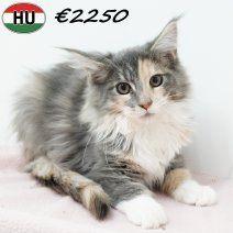 Maine Coon – Majestueus en aanhankelijk kattinnen te koop, Dieren en Toebehoren, Katten en Kittens | Raskatten | Langhaar, Poes