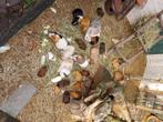 Cavia baby's, Dieren en Toebehoren, Knaagdieren, Meerdere dieren, Cavia