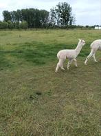 Merry veulen, Dieren en Toebehoren, Schapen, Geiten en Varkens