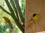 3 kweekkoppels bergparkieten, Dieren en Toebehoren, Meerdere dieren, Parkiet, Geringd