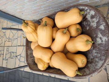 Butternuts beschikbaar voor biedingen
