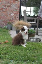 Mini American (Australian) Shepherd - mini aussie, Dieren en Toebehoren, Honden | Herdershonden en Veedrijvers, België, Particulier