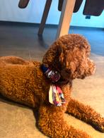 Halsband hond, Animaux & Accessoires, Accessoires pour chiens, Enlèvement, Comme neuf