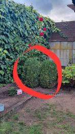2 buxus te koop van ongeveer 1 meter, Tuin en Terras, Ophalen, Buxus