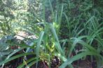 hemerocallis, Tuin en Terras, Planten | Tuinplanten, Volle zon, Vaste plant, Zomer, Ophalen