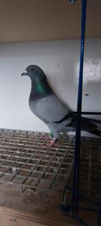 Prachtige duivin Fond/zware fond, Dieren en Toebehoren