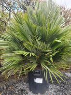 Europese dwergpalm - Chamaerops Humilis 'Compacta ', Tuin en Terras, Ophalen