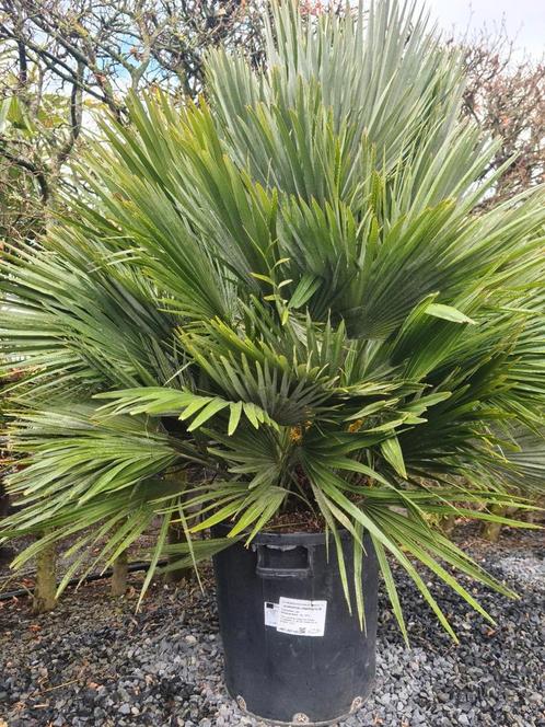 Europese dwergpalm - Chamaerops Humilis 'Compacta ', Jardin & Terrasse, Plantes | Jardin, Enlèvement