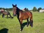 Lieve bereden merrie, Dieren en Toebehoren, Merrie, Met stamboom, M, 170 tot 175 cm