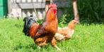 Hanen, Dieren en Toebehoren, Mannelijk, Kip