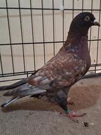 Pigeon voyageur de couleur, Animaux & Accessoires, Oiseaux | Pigeons