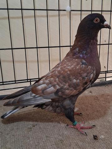 Pigeon voyageur de couleur