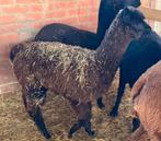 Alpaca henst, Dieren en Toebehoren, Schapen, Geiten en Varkens, Mannelijk
